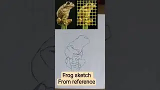 frog sketch from reference #drawing #art #sketchbook #pencildrawing