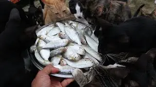 30 Cats eat fish | Kitten eat delicious fish