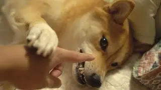 playing with my dogs whiskers.