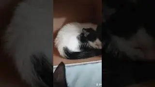 Kitten Tells His Life Story.....🥲🤪 #kittenstory #kittengetscandid #candidkitten