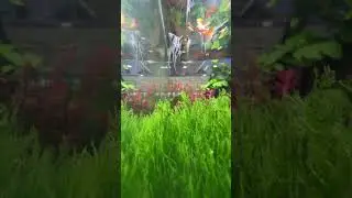 Green moss 🎊😱 #music #aquarium #aquaticpets #funnyanimals #cat #planetaquarium #fish #song #asmr