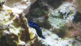 Black and blue velvet nudibranch