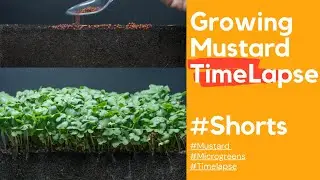 Growing Mustard Time Lapse - Seed To Plant 07 Days #shorts