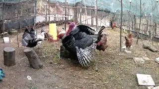 Turkey mating