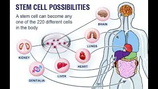 Health Detective Talk-Stem Cell Therapy...Does it Work?