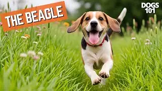 The Beagle 🐶 | Dogs 101: Everything You Need to Know!