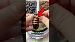 You Won&rsquo;t Believe What&rsquo;s Hiding in a Silkworm Pupa! 🤯👁️ #microscope