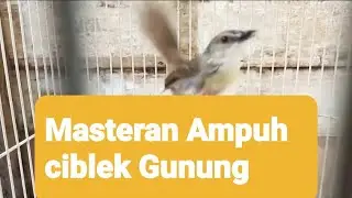 Masteran Ampuh Cigun Ciblek Gunung