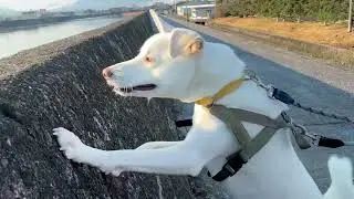 今日のキナコ-20260112　　雑種犬（ミックス）　白犬　保護犬