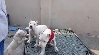 Dogo Argentino Puppies available in india Marshall kennel