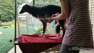 Basic Grooming video for Silken Windhounds
