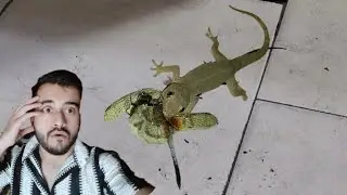 food chain system live dekho 😲 || lizard 🦎 eating insects live 