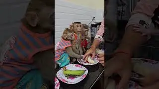 Best Time to Meet 4 Adorable Babies Enjoying Fruit Snacks #monkey #animal #anime #monkeybaby