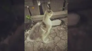 BoBoCi DraGuTi  De Gaste Adoptati -  My Video