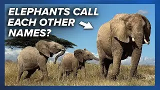 🐘 Elephants give each other names, just like people, according to study