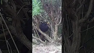 Blackbird Relaxing in the Rosemary Bush #shorts #birds #blackbird