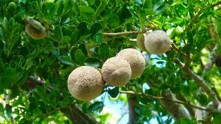 Wood Apple Tree (Limonia acidissima)