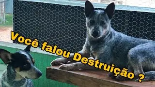 Blue Heeler(BoiadeiroAustraliano) Morando em apartamento da certo? Rasgaram meu sofá,são carinhosos?