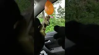 Match Gunpop Orange Balloon #Funny #toys #shooting #ASMR