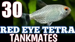 Red eye Tetra Tankmates | Tankmates for red eye Tetra | Most suitable Tankmates for red eye Tetra .