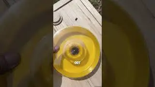 Feeding Our Bees In Flow Hive