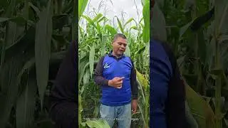 🌽 Combien de fois faut-il pulv&eacute;riser #4Tree sur le #ma&iuml;s ? Les agriculteurs r&eacute;v&egrave;lent la v&eacute;rit&eacute; ! 🚜✨