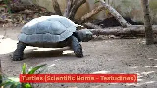 9 Animals without Teeth