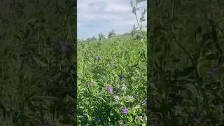 Close up on Alfalfa