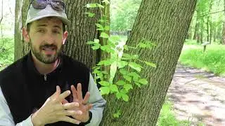 Sights and Sounds Trail Series: Bottomland Forest SPRING