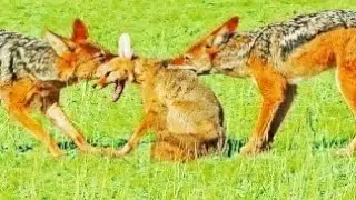 Savage Showdown! Jackals Rip Into Fox as It Fights Back 🦊🐺