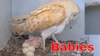 🪺🦉 Barn Owl Stretch Break Shows Three Nestlings and Four Eggs