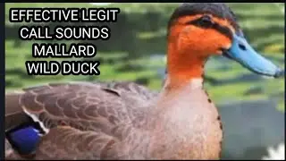 EFFECTIVE LEGIT CALL SOUNDS MALLARD WILD DUCK #viral #video #viralvideo #youtube #youtubeviral