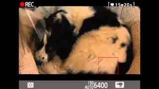 Murray Lambden Live Stream