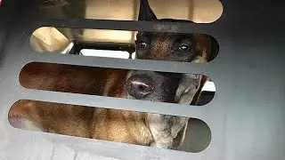 Reporter Update: Wounded Yarmouth Police K-9 Nero Released From Hospital