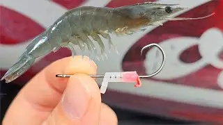 Shrimp Walker Review: Catching Fish or Fishermen?
