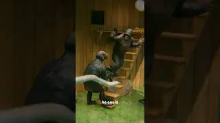 Гипотетические пять обезьян 🐒