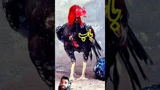 #chicken #aseelfamily #animals #topaseel #birds #qualityaseel #rooster #aseelfighters #pets #aseels