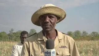 Wildlife continues to destroy crops in the Linyanti constituency - nbc