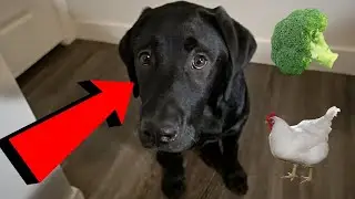 Labrador Puppy Reviews Food!!