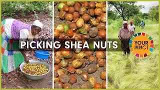 Picking Shea Nuts