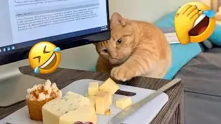 Funniest Cats of 2025 Compilation 🐱 Laughing Out Loud! #12