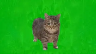 OIIA OIIA (Spinning Cat) - Golden Pawfong Vol.105