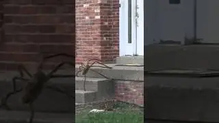 🕷️Giant Flying Spider prank by Tom Mabe