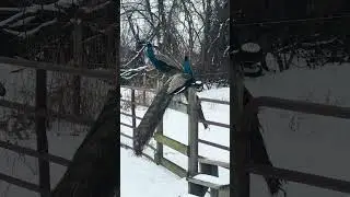 Beautiful peacocks in Winter & snow #peacocks #peafowl #birds #nature #peacocking #animal #wildlife