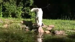 English Setter Becky Wants A Friend(1/2)