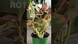 Как я борюсь с корневой гнилью