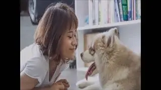 Preventative Healthcare at Vet Clinic Singapore - Pets Avenue