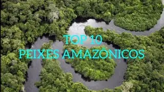 TOP 10 PEIXES AMAZ&Ocirc;NICOS/ AMAZONIAN FISH