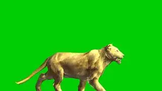 🦁 Lion green screen video   copyright free #animals #greenscreen #green #short