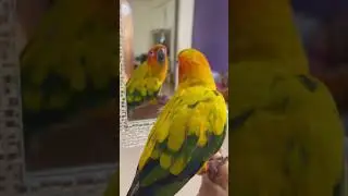 HIRO masti time😂#birds #sunconure #cutebirds #cutepets #pets #conure #parrot #reels #babybird
